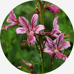 Dictamnus dasycarpus Turcz