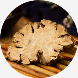 Ligusticum chuanxiong Hort